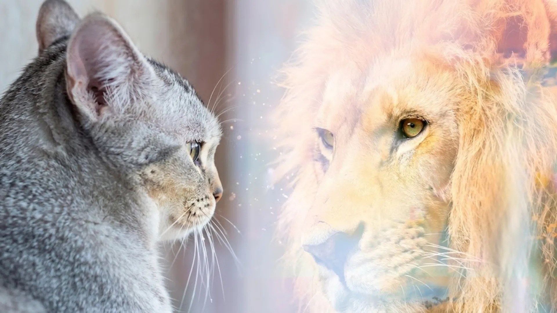 Değişimi Hakediyorum Seti